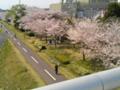 府中側の土手の桜