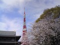 東京タワーと増上寺と桜