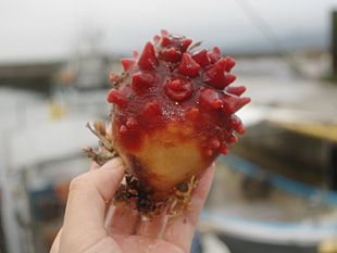 f:id:nextlocation:20151119180028j:plain