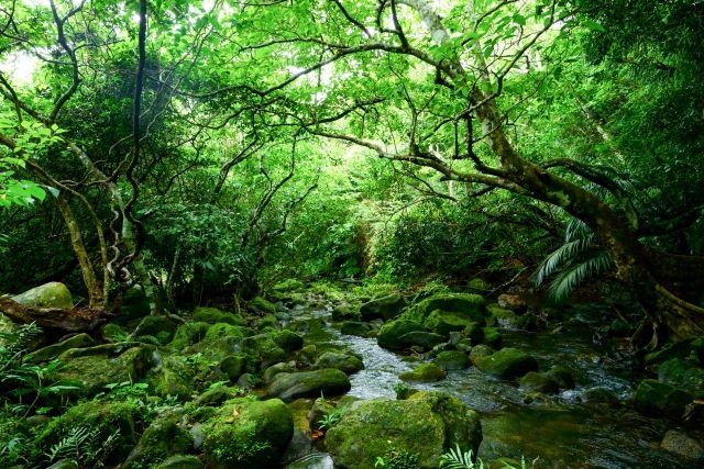 森の中で鳥の声や川のせせらぎに癒される