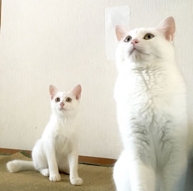 親と一緒の動きをする子猫