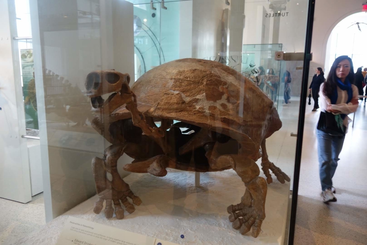 f:id:nexusuica:20190507135426j:plain f:id:nexusuica:20190507135426j:plain