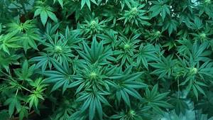 f:id:neyukix:20181105002910j:plain 大麻の写真
