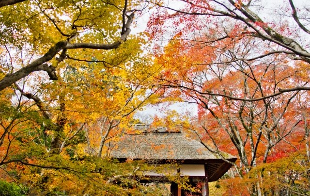 f:id:nezujiro:20171226170856j:plain f:id:nezujiro:20171226170856j:plain