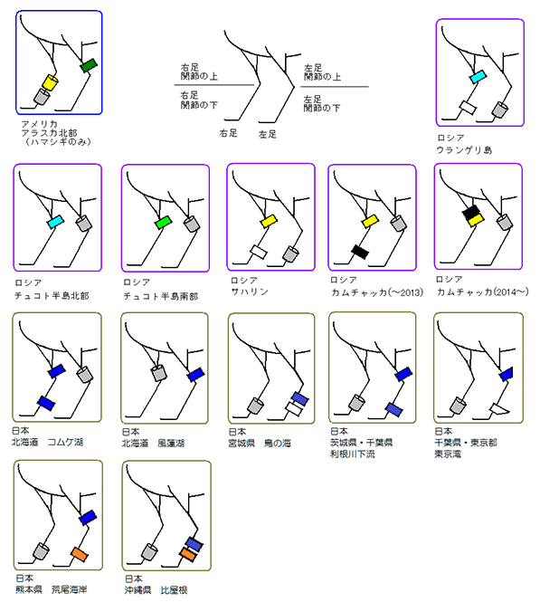 文鳥 ケガ 障害 壊死