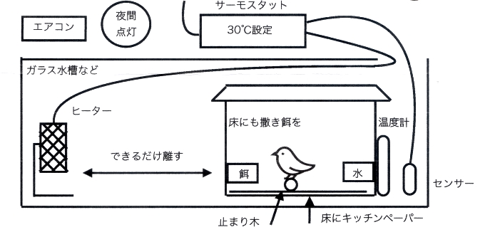 文鳥　ケガ　障害　壊死