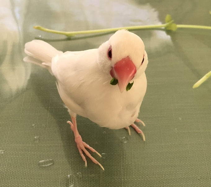 文鳥　ケガ　障害　壊死