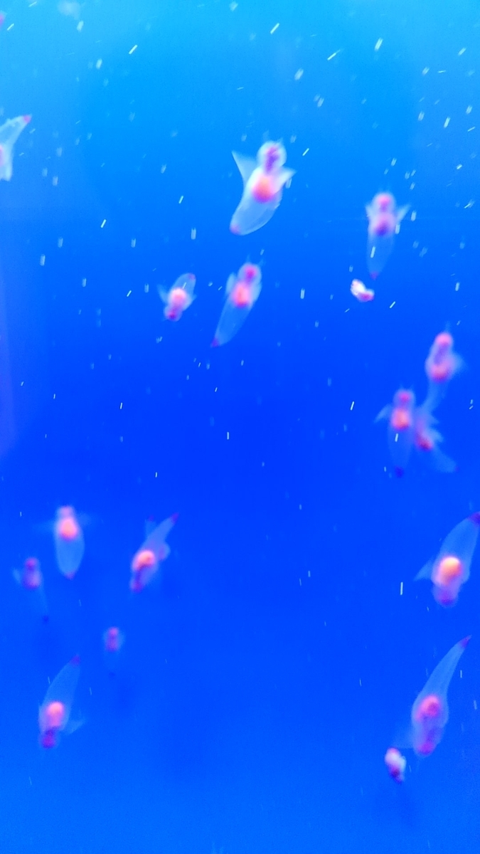 f:id:nezumileader:20190528231612j:plain f:id:nezumileader:20190528231612j:plain