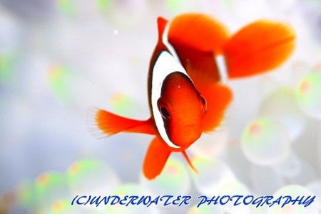 f:id:nezurou:20110618183811j:image