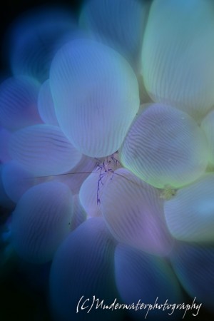 f:id:nezurou:20160402233200j:image