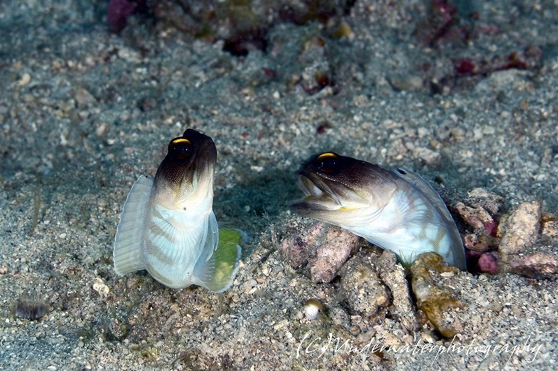 ネイチャー ゴールドスペックの喧嘩 青ウミエラのハゼ Underwaterphotographyの日記 ネイチャー ゴールドスペックの喧嘩 青ウミエラのハゼ Underwaterphotographyの日記