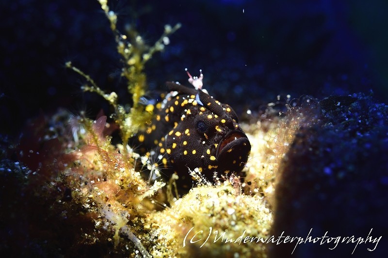 青とスポット 黒クマドリカエルアンコウ サガミツノメエビ Underwaterphotographyの日記