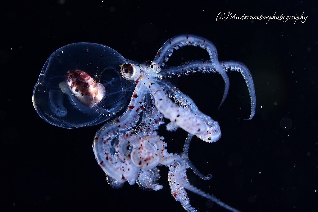 underwaterphotographyの日記