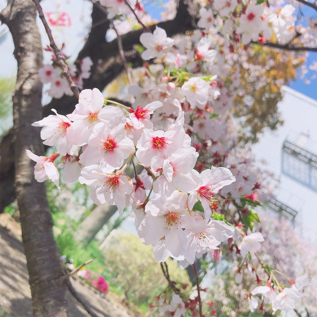 f:id:nfa48:20190410212225j:image