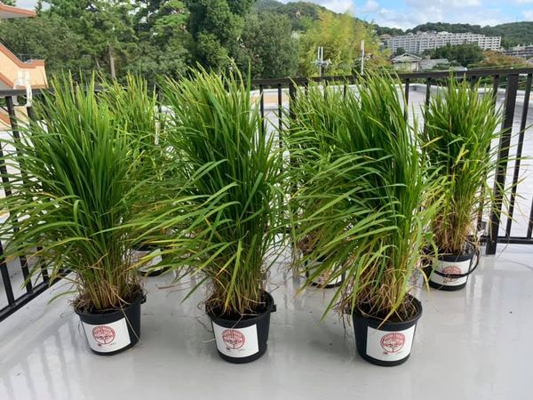 f:id:nfb2020:20220316113645j:plain