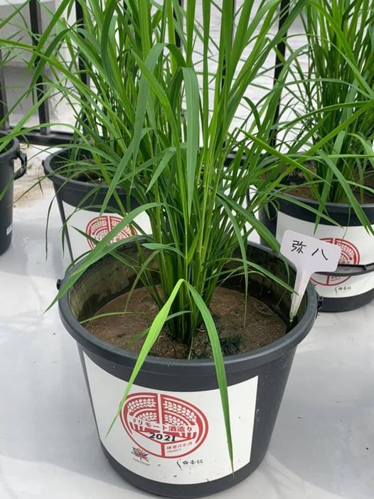 f:id:nfb2020:20220316114057j:plain