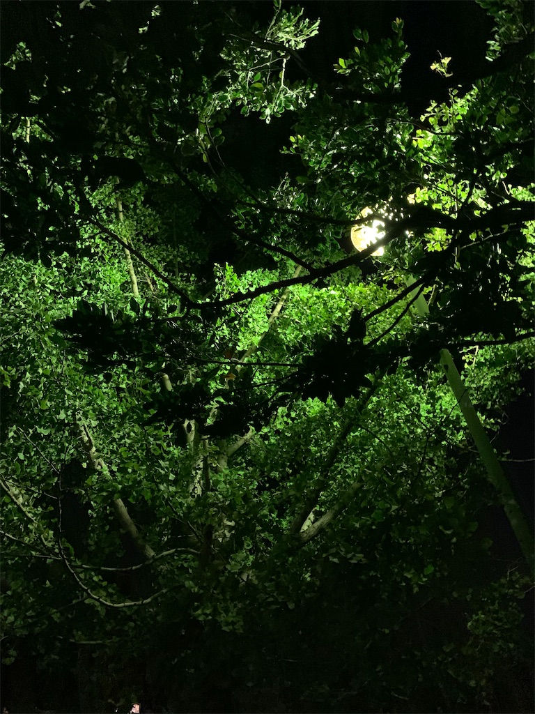 f:id:nfbanana:20201231232024j:image f:id:nfbanana:20201231232024j:image