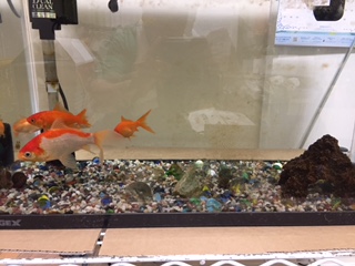 f:id:nge0068:20170517220540j:plain