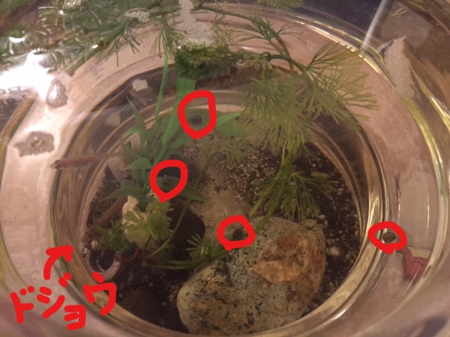 f:id:nge0068:20170517221417j:plain