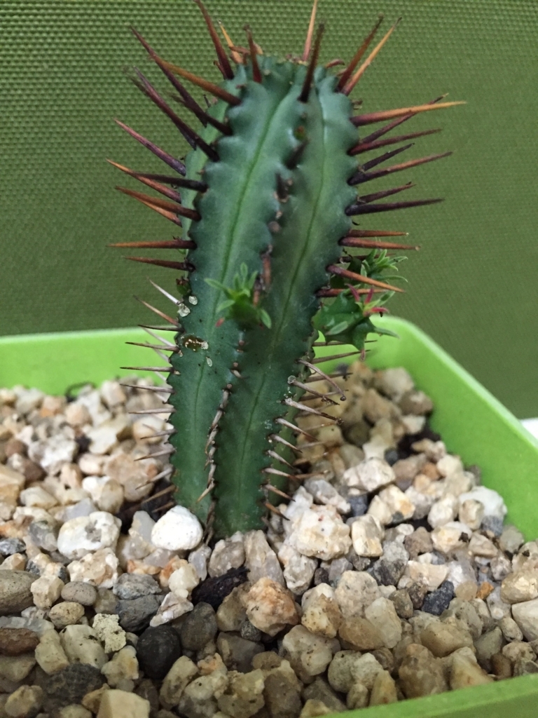 f:id:nge0068:20170531104534j:plain