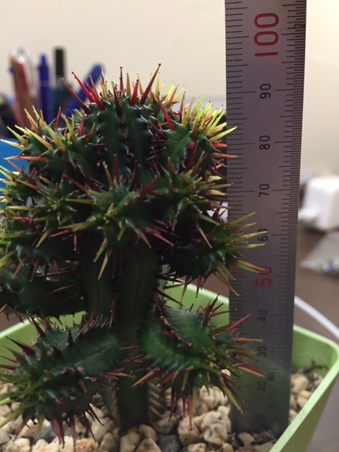 f:id:nge0068:20170531105343j:plain