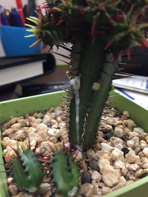 f:id:nge0068:20170531110016j:plain