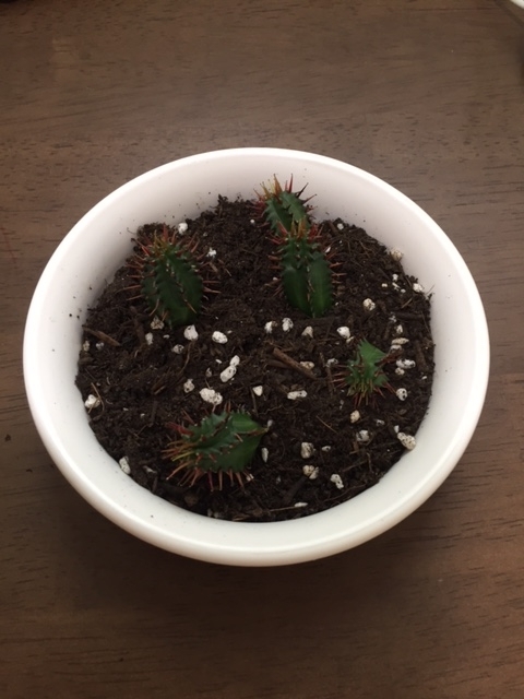 f:id:nge0068:20170601093943j:plain