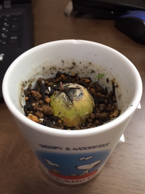 f:id:nge0068:20170601094312j:plain