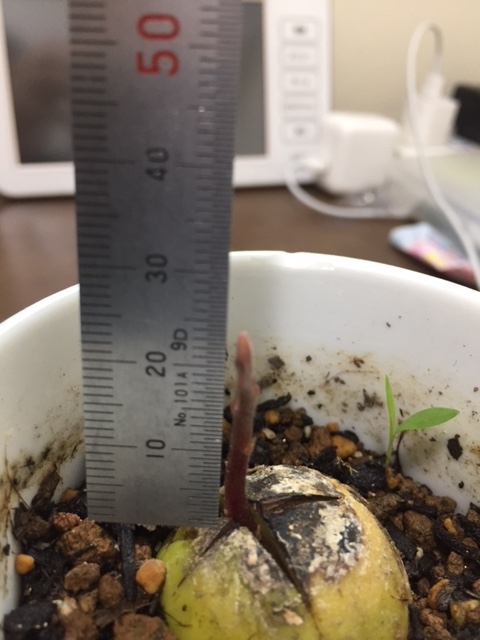 f:id:nge0068:20170601095143j:plain