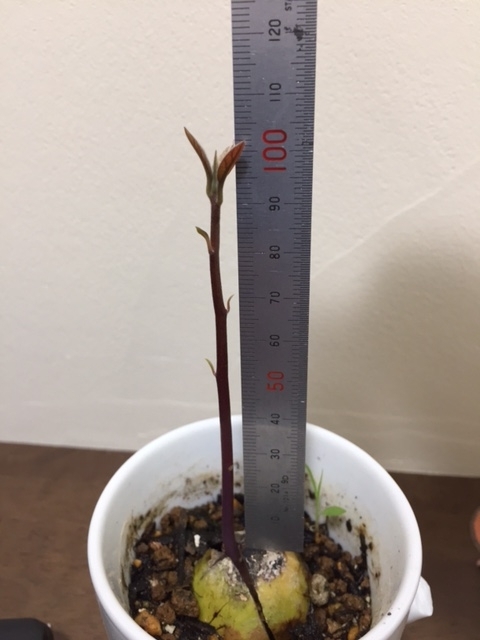 f:id:nge0068:20170704125733j:plain