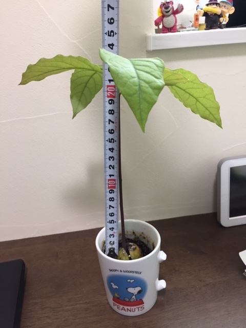 f:id:nge0068:20170704130137j:plain