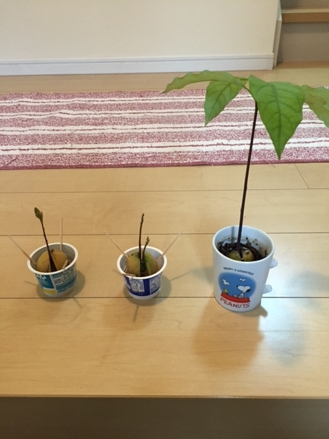 f:id:nge0068:20170704150417j:plain