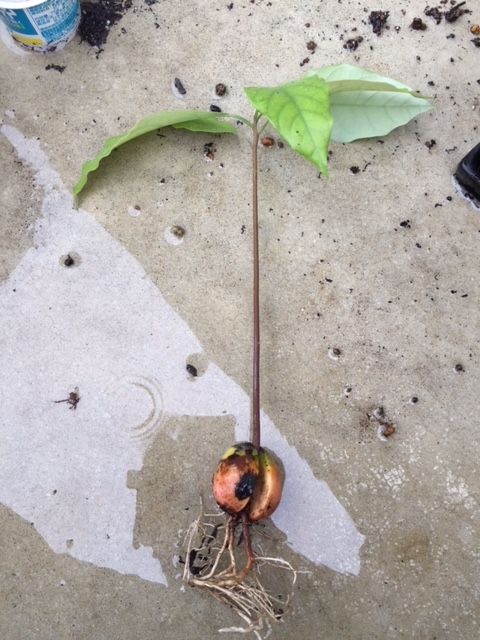 f:id:nge0068:20170704152305j:plain