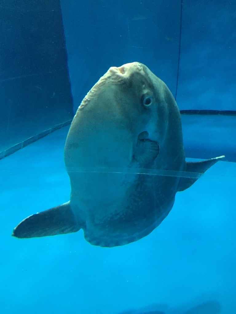 f:id:nge0068:20180514113602j:plain