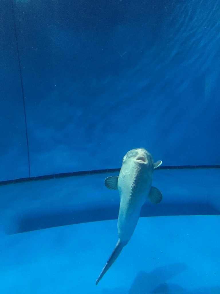 f:id:nge0068:20180514113638j:plain