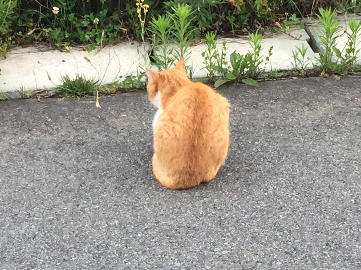 f:id:nge0068:20190705143220j:plain f:id:nge0068:20190705143220j:plain