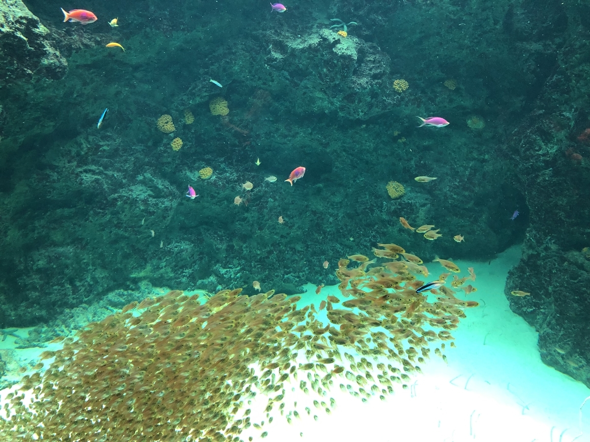 f:id:nge0068:20190828155944j:plain