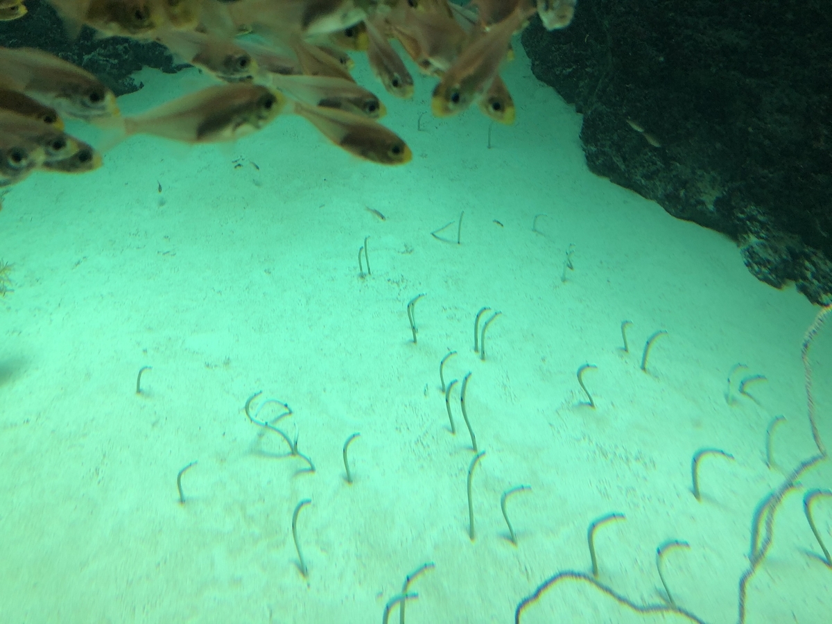 f:id:nge0068:20190828160016j:plain