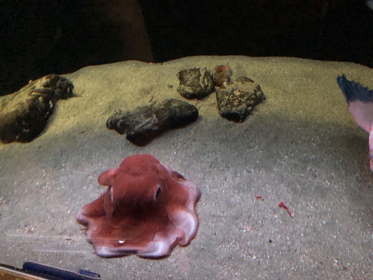 f:id:nge0068:20190830130228j:plain