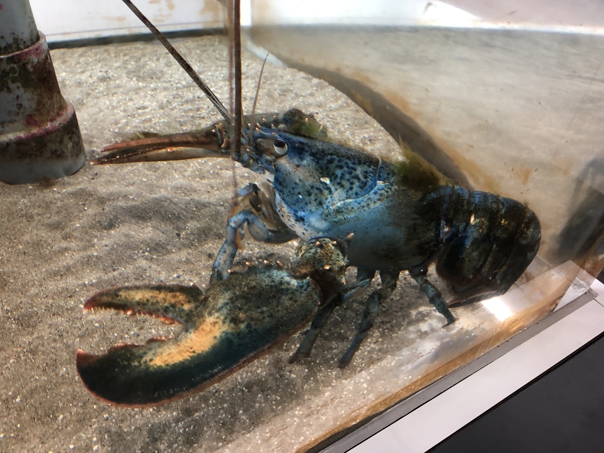 f:id:nge0068:20190830154733j:plain