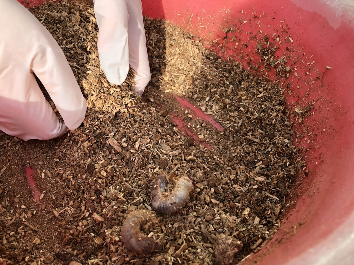 f:id:nge0068:20191202121604j:plain