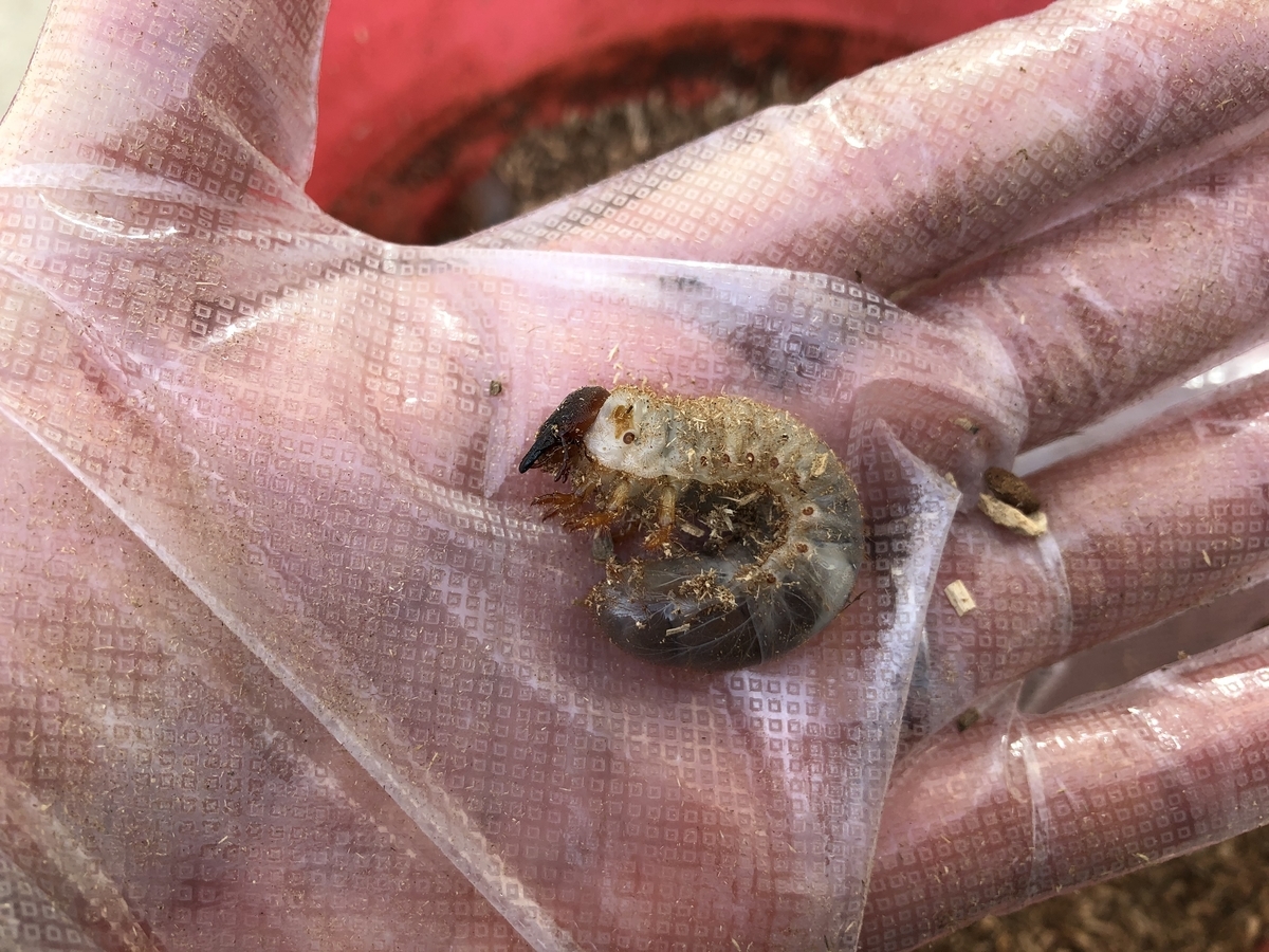 f:id:nge0068:20191202164706j:plain