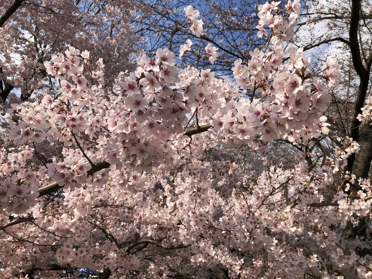 f:id:nge0068:20200410204618j:plain