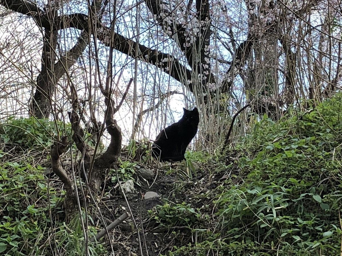 f:id:nge0068:20200410205333j:plain