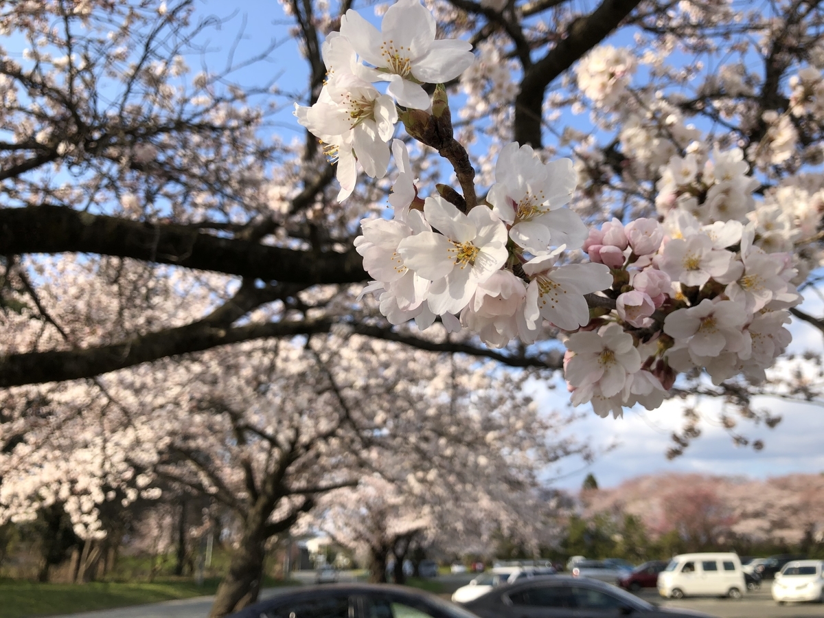 f:id:nge0068:20200410205557j:plain