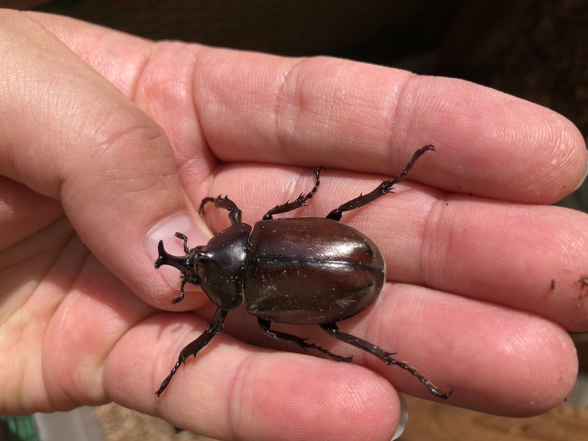 f:id:nge0068:20200712165449j:plain