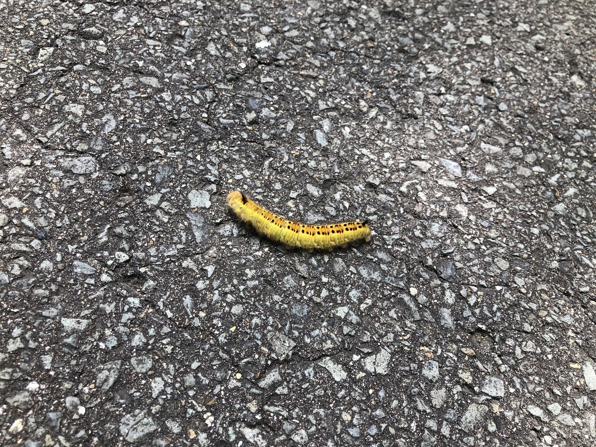 f:id:nge0068:20200804100720j:plain