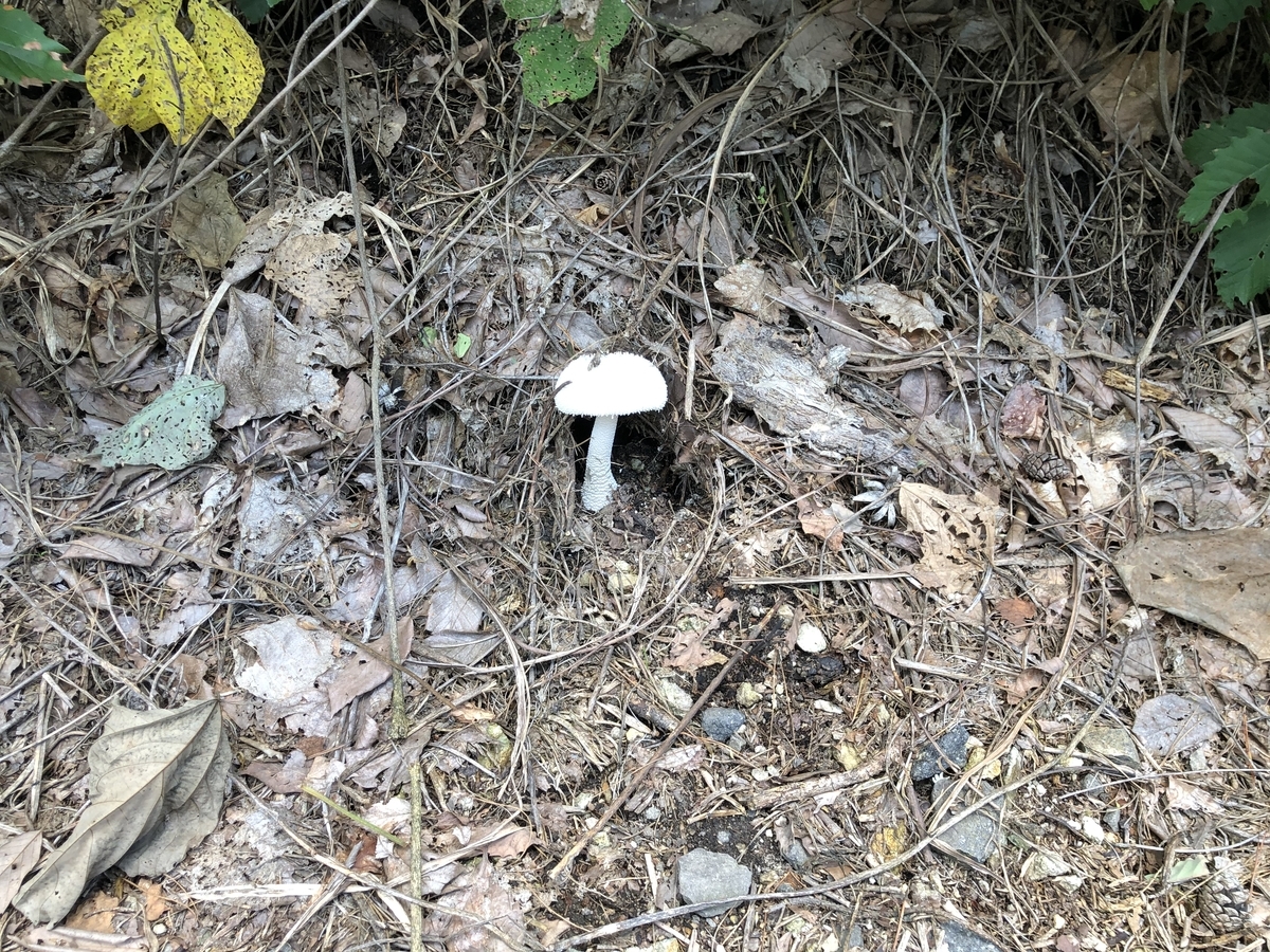 f:id:nge0068:20200804101012j:plain