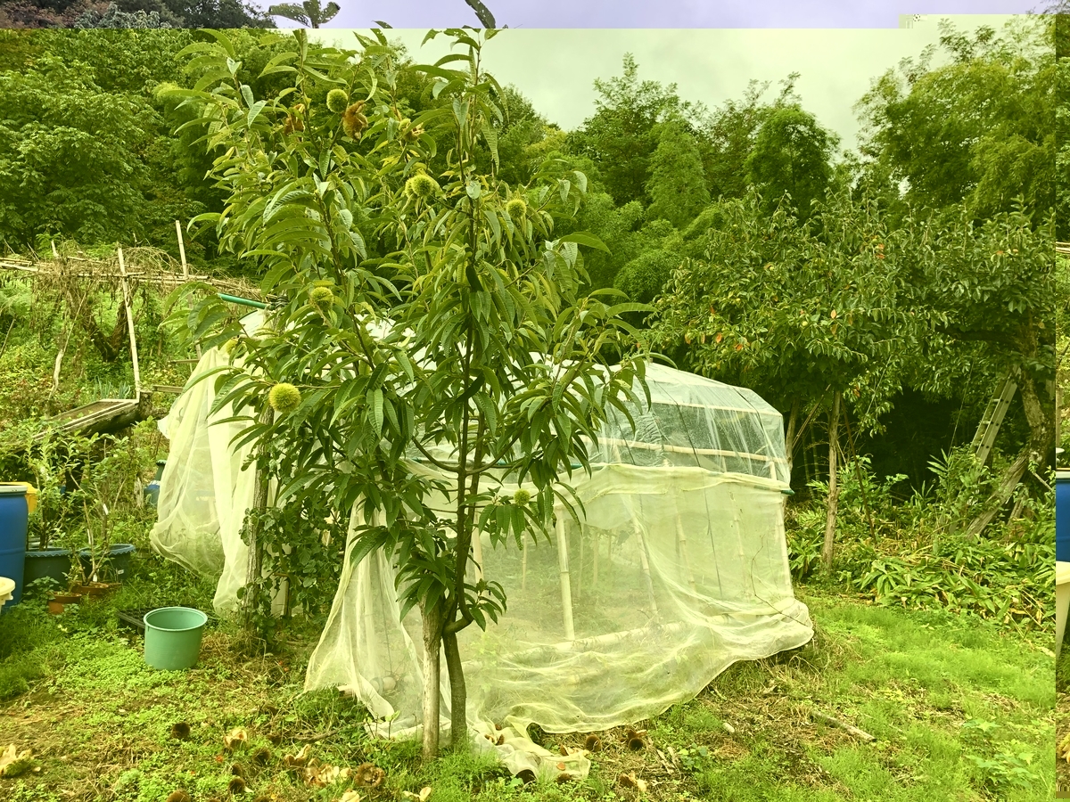 f:id:nge0068:20201001145657j:plain