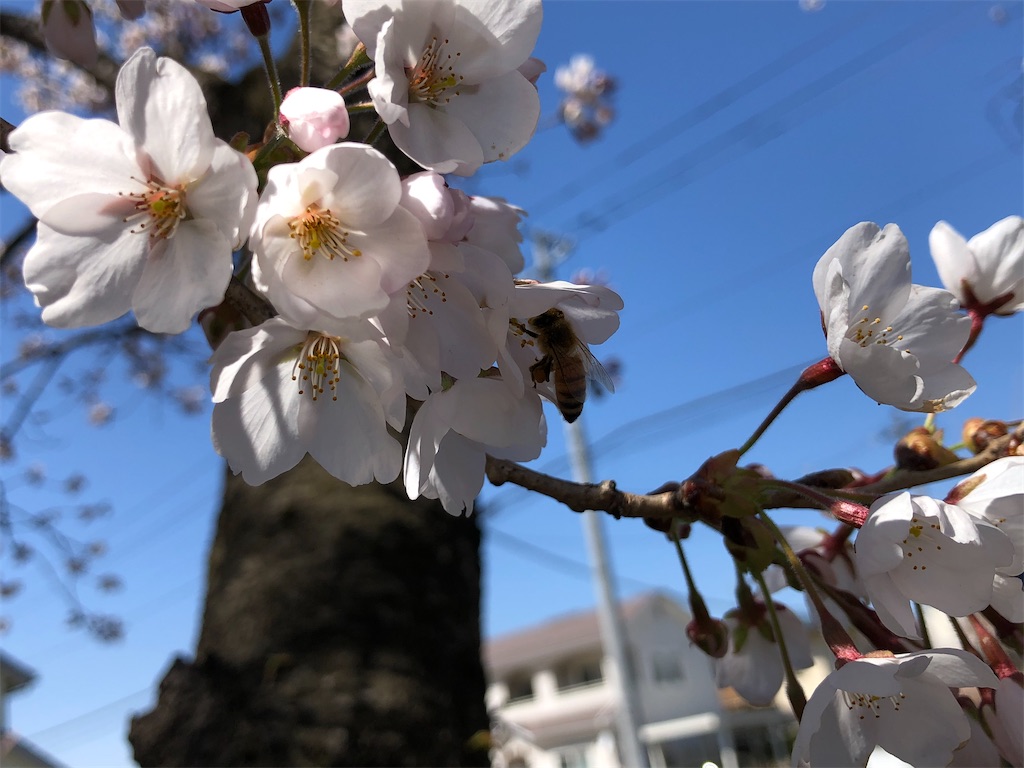 f:id:nge0068:20210414115413j:image f:id:nge0068:20210414115413j:image
